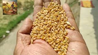  MP WHEAT Jatt Sauda Brand 