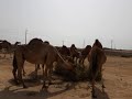 pati tinik kinakain ng camel