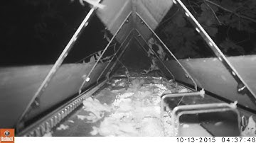 Hazel Dormouse (Muscardinus avellanarius) Using Wildlife Bridge