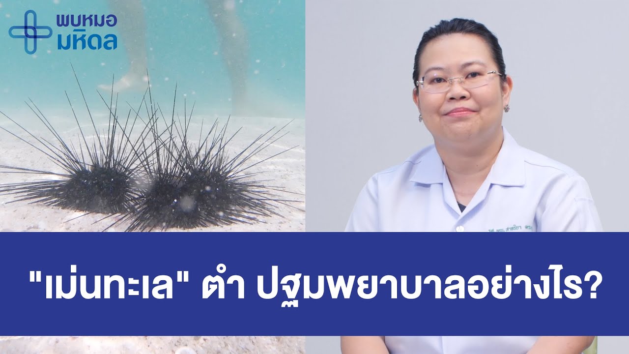 "เม่นทะเล" ตำ ปฐมพยาบาลอย่างไร? | พบหมอมหิดล [by Mahidol Channel]