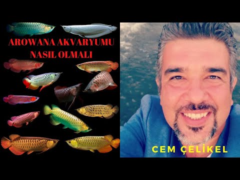 Video: O ne, bir ejderha balığı (arowana) mı?