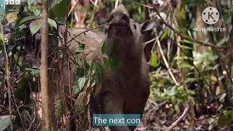 Making a hadrosaur to fight @Metriogeneticss 