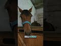 Potrillo con ganas de salir a las campas a jugar 😄 #caballos #vlog #equestrian