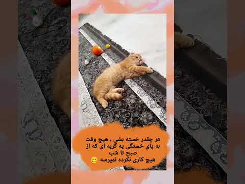 گربه ای که از صبح تا شب استراحت می کنه خسته نباشی