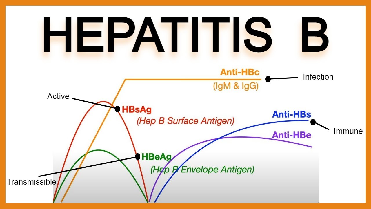 Hepatitis B Serology/Interpretation - YouTube