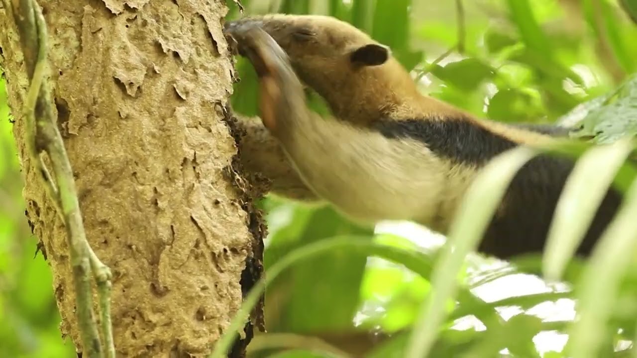 Northern Tamandua