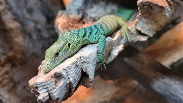 Green Tree Monitor Hatchlings + Gravid Female