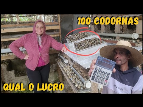 Como chegar rápido a1880 reais começando com apenas 100 codornas #family  @TILAPIAMinhaVida