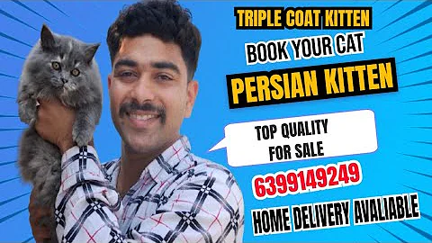 Video 7666981: russian blue persian kitten, russian blue persian cat, persiancat persians, quality persian cat kitten