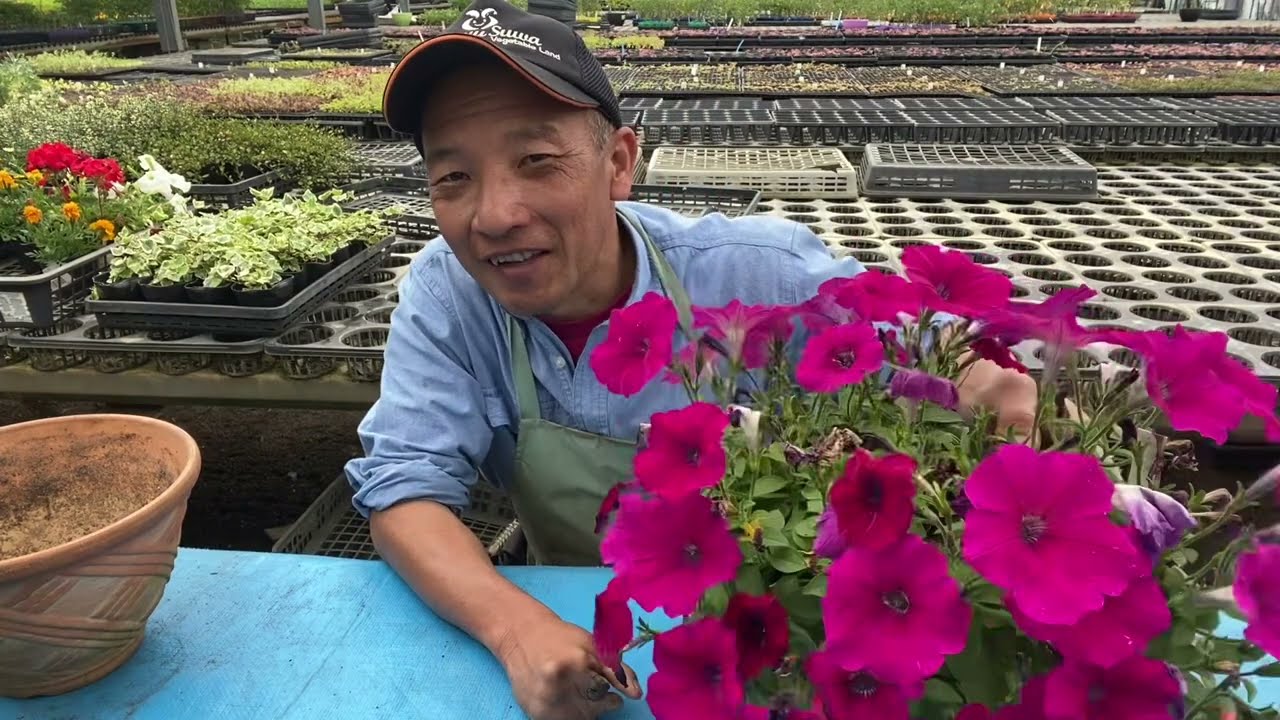 【ペチュニア】【ハンギング】美しさをキープ！満開から更に美しく咲かせる方法