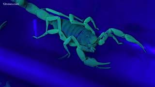 What you need to know about scorpions in the Valley