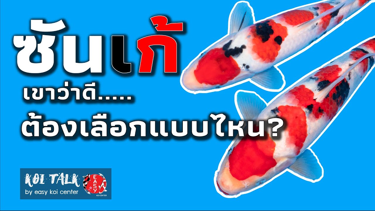มือใหม่เลือกปลา......ซันเก้ - Koi Talk EP.54