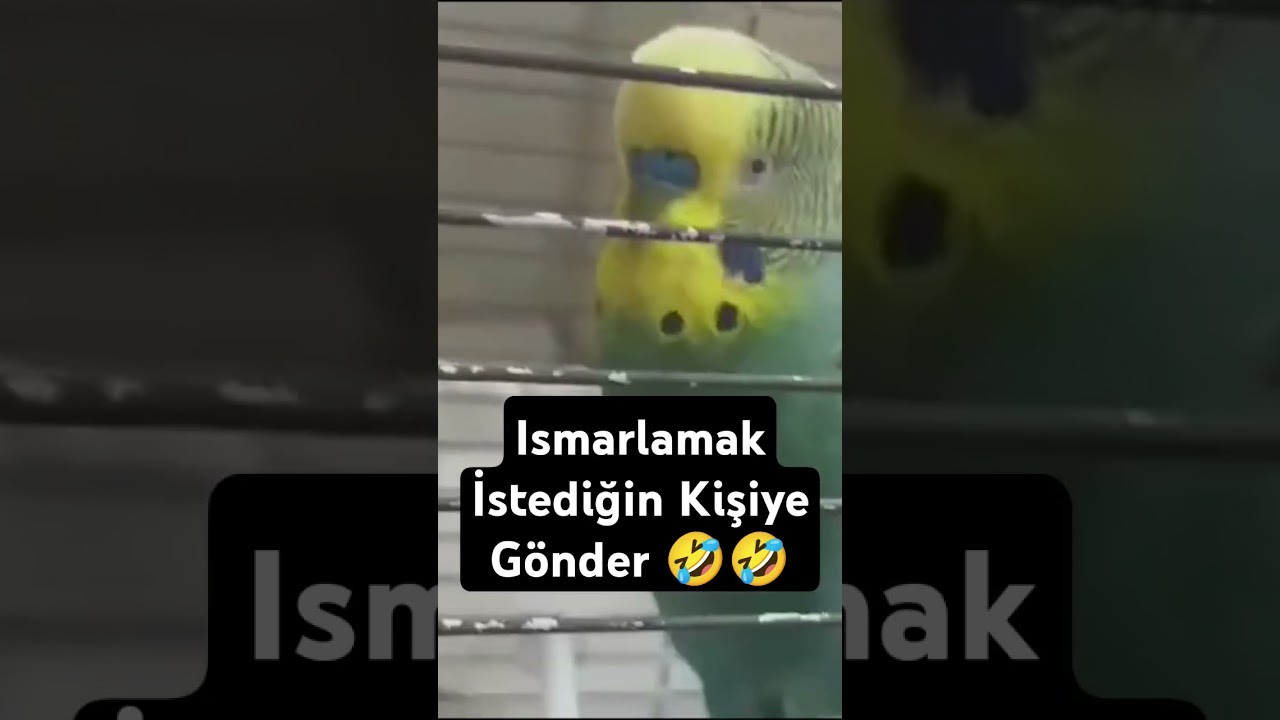 Çay İçek Gel 🐦😍🤣 #muhabbetkuşu #muhabbetkuşufıstık #muhabbetkuş #birds #budgey #parrot