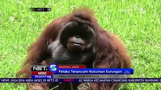 Viral Orang Utan Merokok  NET 5