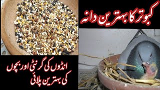 Best Breeding Feed for pigeons || Best Breeding formula || pigeon dana || کبوتروں کے لیے بہترین دانہ