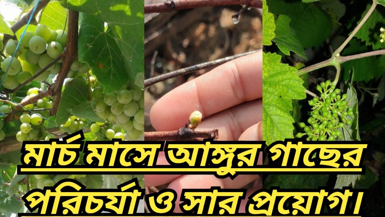 মার্চ মাসে আঙ্গুর গাছের পরিচর্যা ও সার প্রয়োগ।।Grapevine care and fertilization in March।।