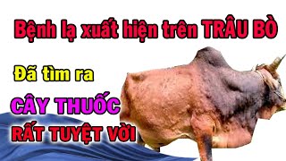 Cây thuốc của người Vùng cao trị bệnh nổi cục trên da rất lạ trên trâu bò | THAODUOC.NET