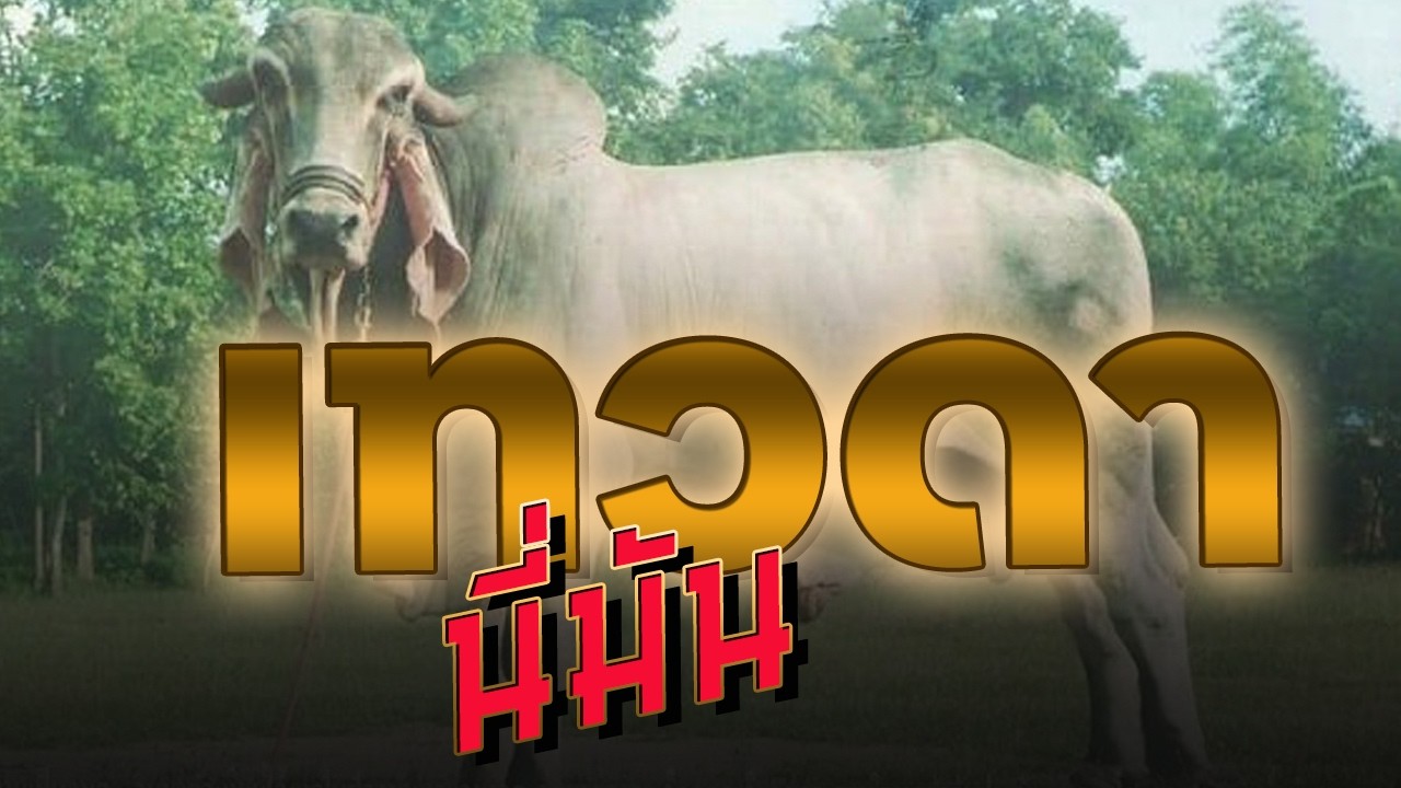 วัวเทวดา