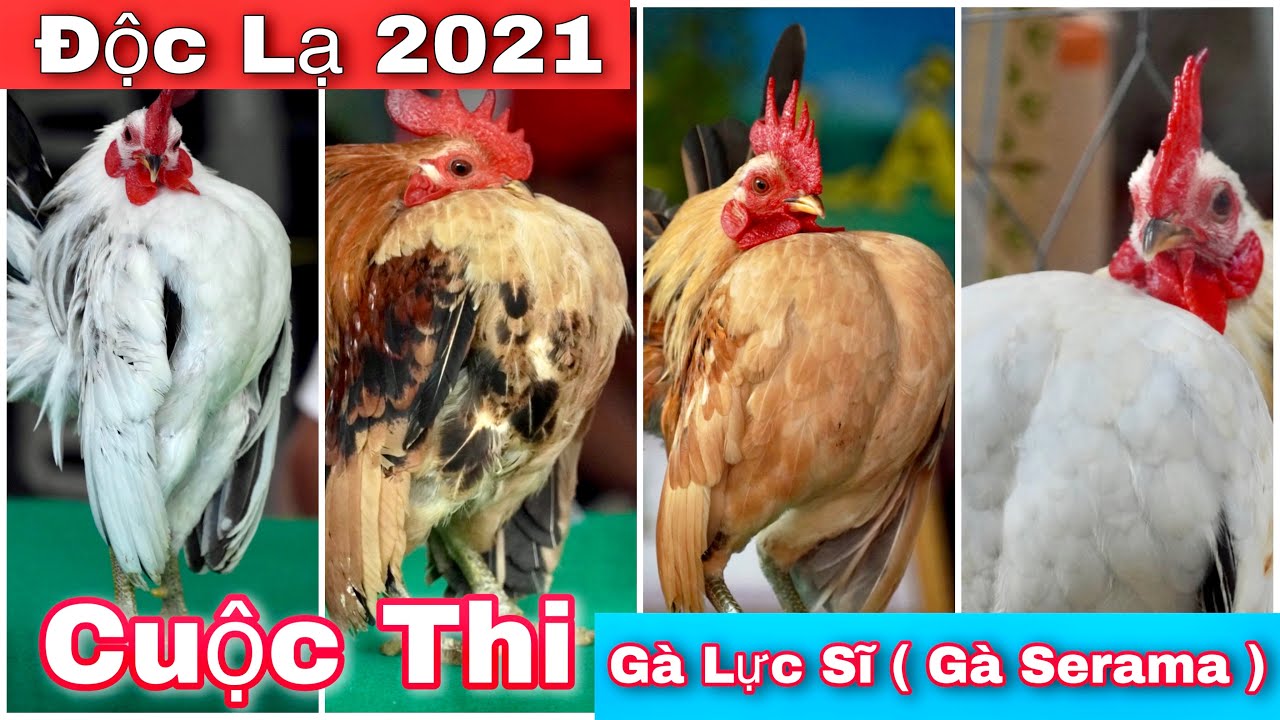 Độc lạ Cuộc thi Gà lực sĩ ( Gà Serama ) lần đầu tiên tổ chức tại Vĩnh long | Khương nhựt minh
