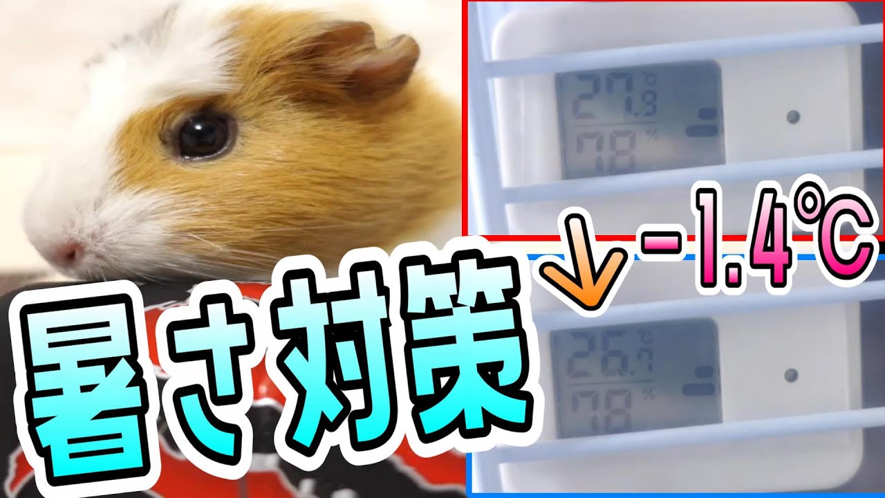 モルモットの暑さ対策 !超簡単にマイナス1.4℃!