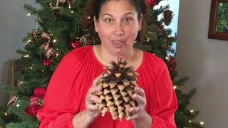 I Grew Pine Trees From Pine Cone Seeds * Organically Ann