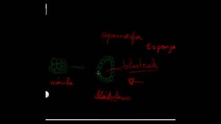 Vídeo 1- Reino Animal- características, desenvolvimento embionário.