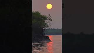 Enjoy nature with me ☺️ Sundarban forest 🌳 #sunset#river#nature#wildlifephotographer#viral