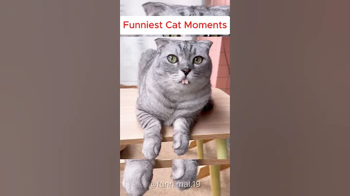 Watch the video about Funny cat videos 😹. Funny Animals videos 😹 #shorts #funnycats #viral