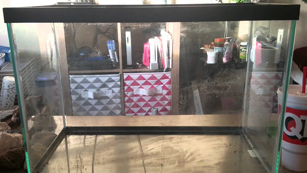 Using Excavator Clay/Bearded Dragon Terrarium