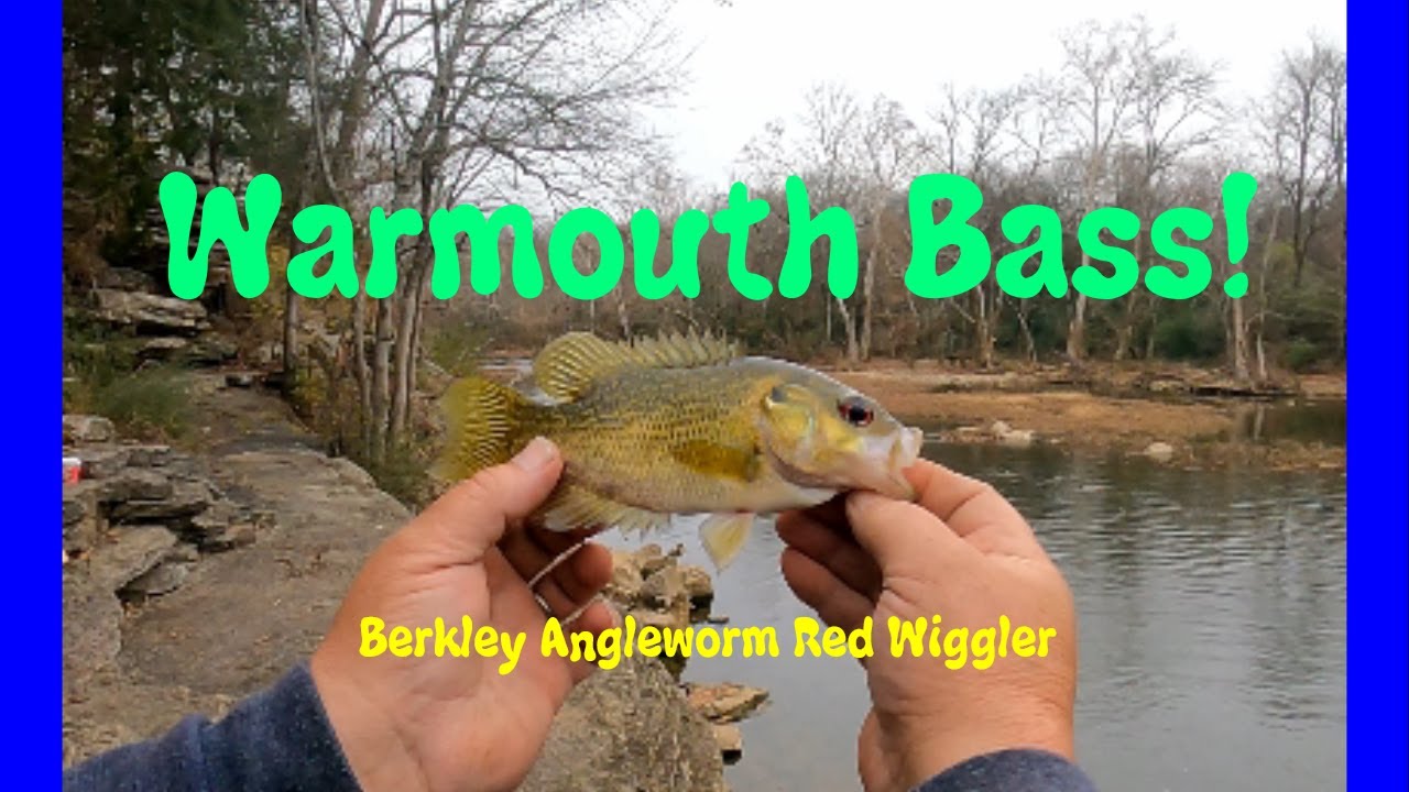 Warmouth Bass On Berkley Angleworm - YouTube