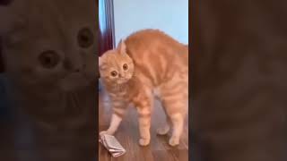 cat funny video#shorts #video #youtube #earrings