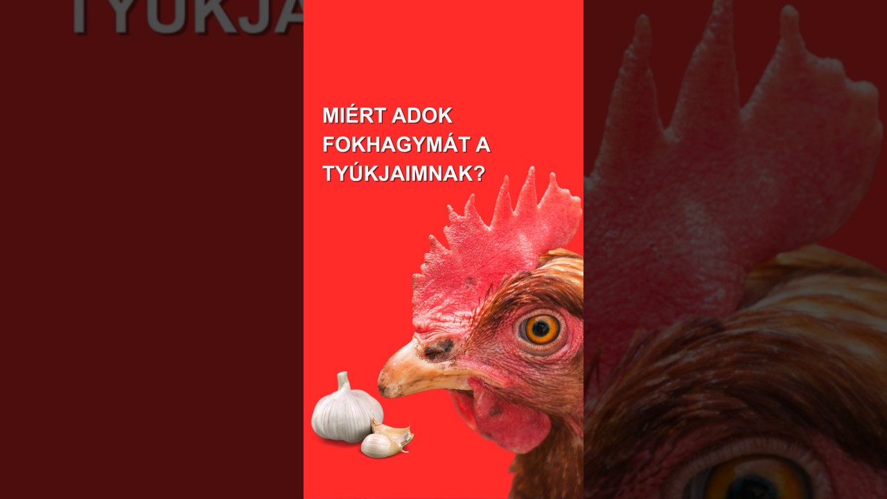 Mit eszik Gina tyúkállománya? 6/15 Teljes etetési rutin