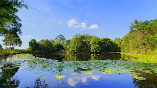 Tranquil Lotus Haven: Peaceful Aquatic Landscapes with Birdsong for Sleep, Relaxation | Work Ambient
