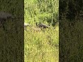 Peacocks#shorts#ytshorts#shortsfeed#birds#
