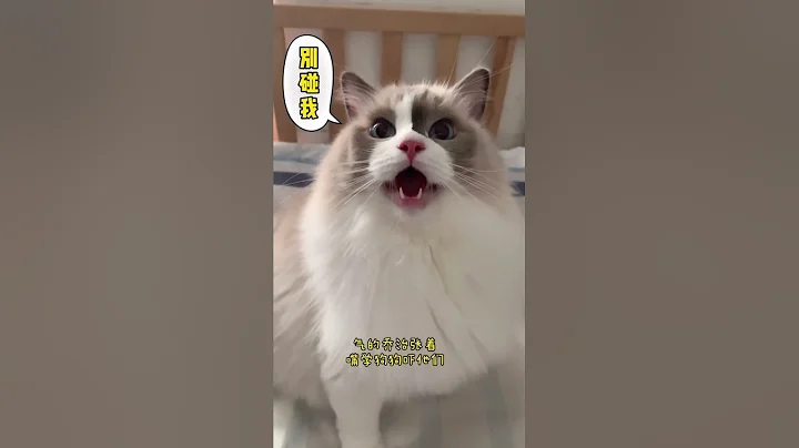 猫毛真的能吸入肺里吗？#猫咪和娃的日常 - 天天要闻