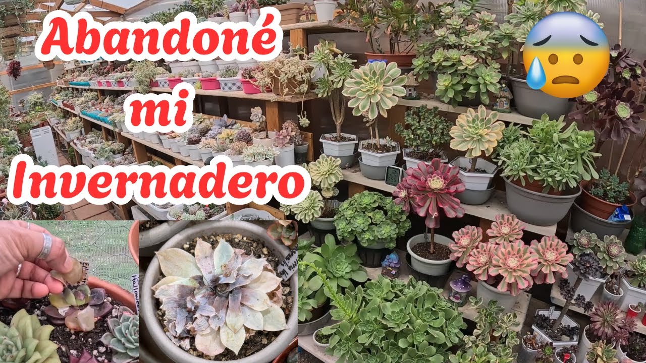 5 Semanas sin Cuidar mis Suculentas | Luchando con la Depresión. 