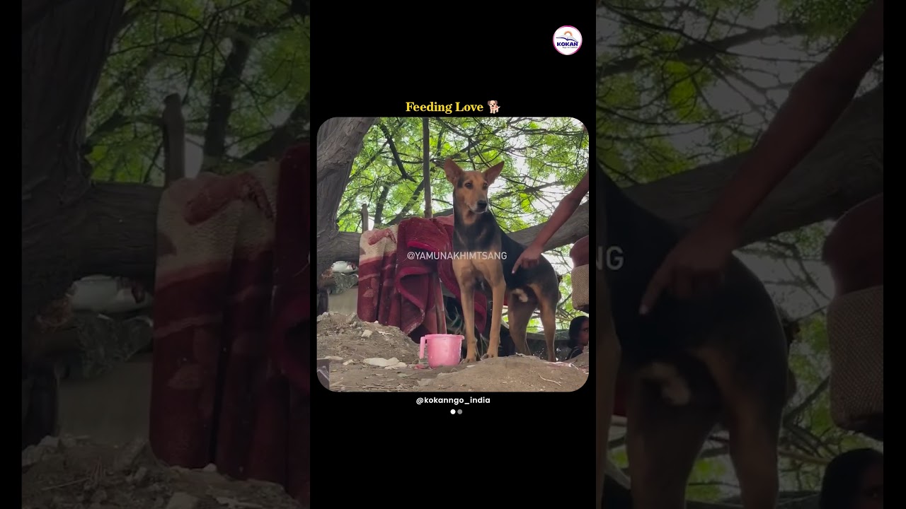 Man Feeds Street Dogs Every Day | A Simple Act of Kindness #shorts #humanityfirst