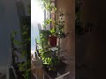 (´-ω-`)本日のフラワースタンド