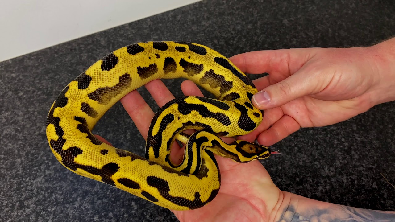 New Snakes!! The Hurricane Is Here!!! - YouTube