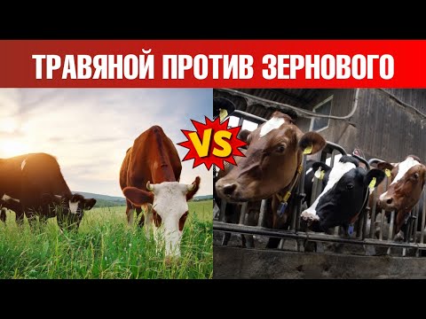 Видео: Сколько жира содержится в говядине травяного откорма?