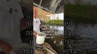 בכמה אוכל מאכילים את הדגים?