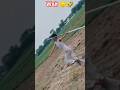 Javelinanuj01 shorts video new athletes shorts for men #javelinanuj01 #shortvideo #youtubeshort