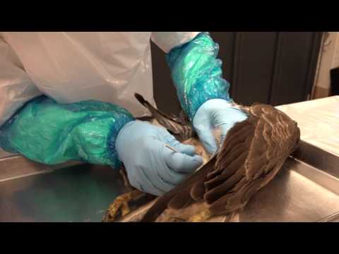 Video: Fugleinfluenza I Fugle