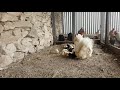 Mother hen silkies,new born chicks ,first time out.... - Freddy Farm - (4K video\Samsung galaxy s7)