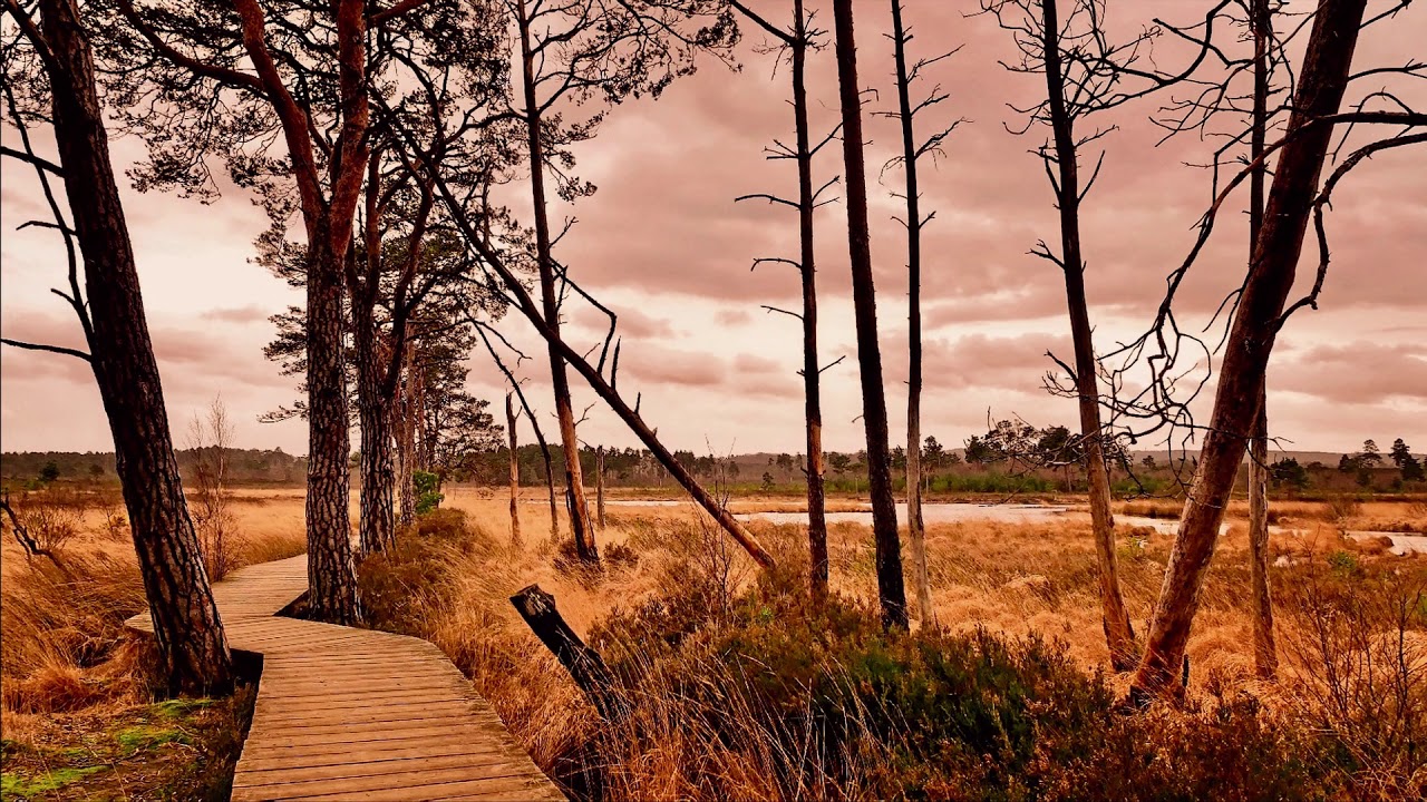 Thursley Common Nature Reserve - An impressionist view - YouTube