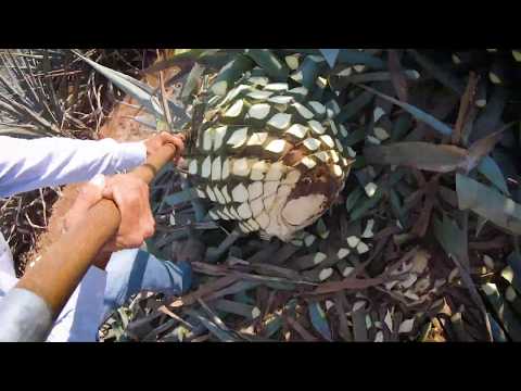 See How Azunia Tequila is Made from Harvesting to Bottling