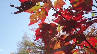 Taking a look at the science behind the foliage this fall