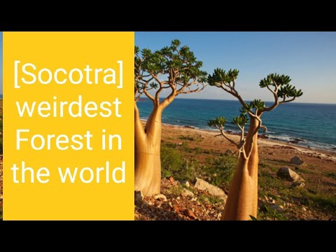 [Socotra] weirdestForest in