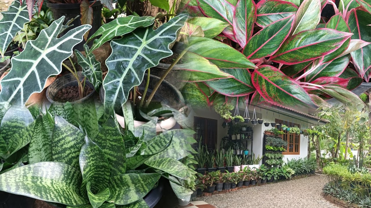 Reporting& propagating Aglonima &Alocasia||gardening||kerala home garden||tiewvlogs 