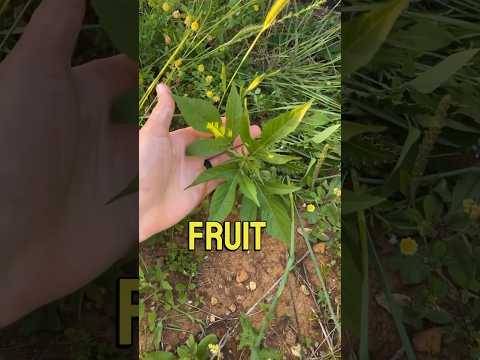 Video: Passionflower-rikkakasvien torjunta – Maypop-passionflower-kasvin hallinta